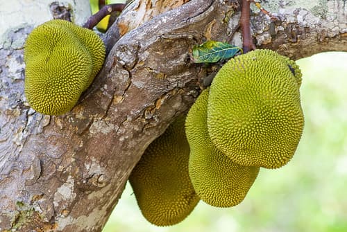 Artocarpus heterophyllus