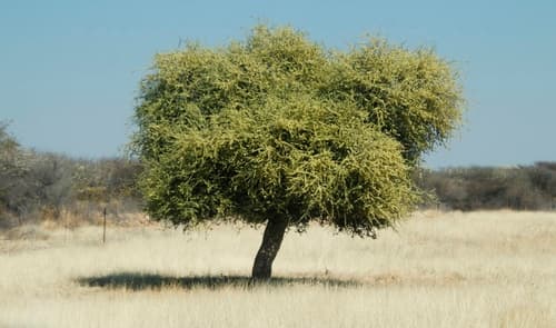 Boscia albitrunca