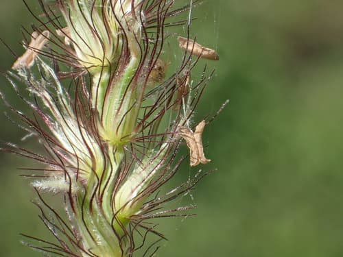 Cenchrus ciliaris