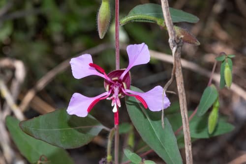 Clarkia unguiculata