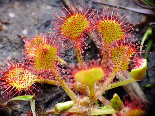 Drosera rotundifolia