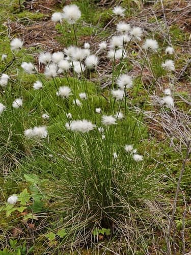 Eriophorum vaginatum