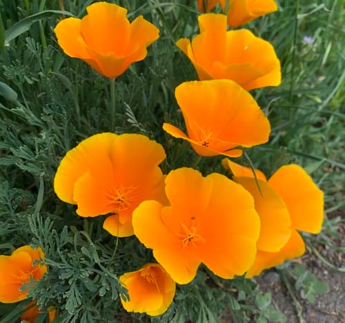 Eschscholzia californica