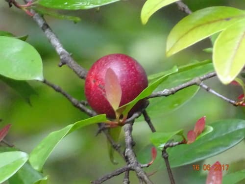 Garcinia indica