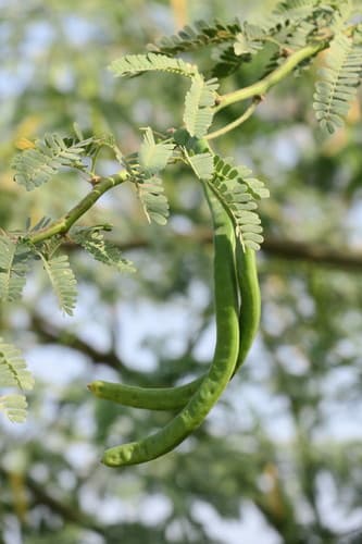 Neltuma juliflora