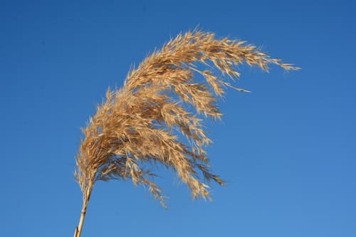 Phragmites australis