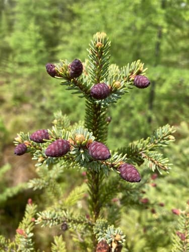 Picea mariana