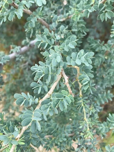 Senegalia mellifera