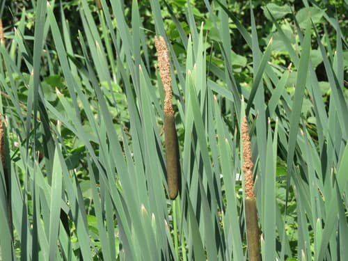 Typha latifolia