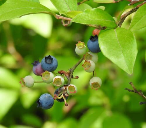Vaccinium corymbosum
