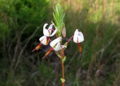 Vaccinium macrocarpon