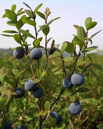 Vaccinium uliginosum