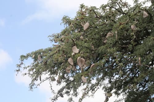 Vachellia erioloba